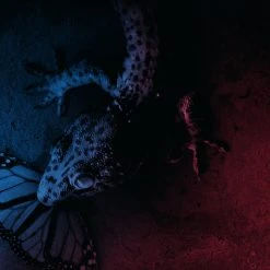 Pino Donaggio Trauma – Original Motion Picture Soundtrack 2XLP